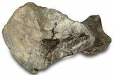Fossil Hadrosaur (Hypacrosaur) Metatarsal - Montana #316441-2